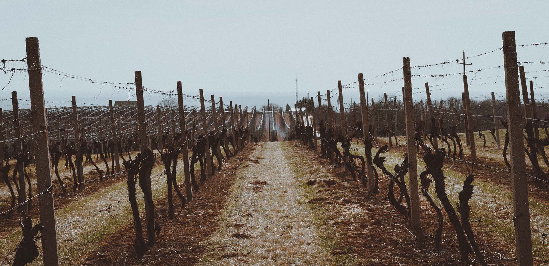 Photo d'un champ de vignes en hiver